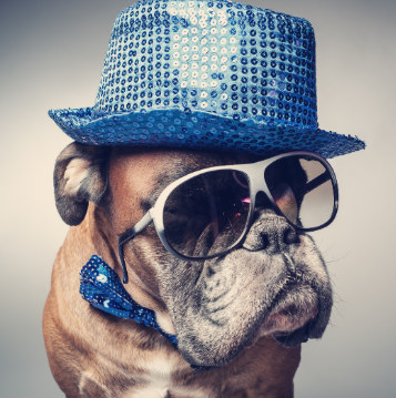 Bulldog in a sequin hat and sunglasses