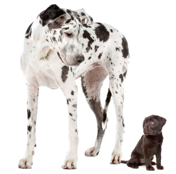 Great Dane looking down at a small puppy