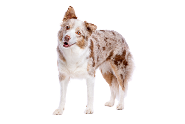 An inquisitive pup tilting its head
