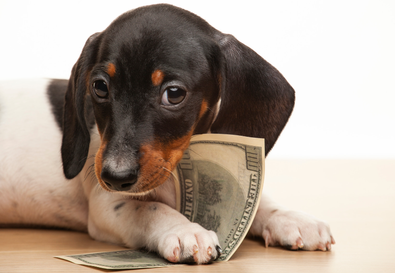 Puppy holding money