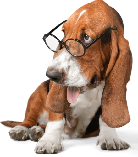 Basset hound wearing glasses