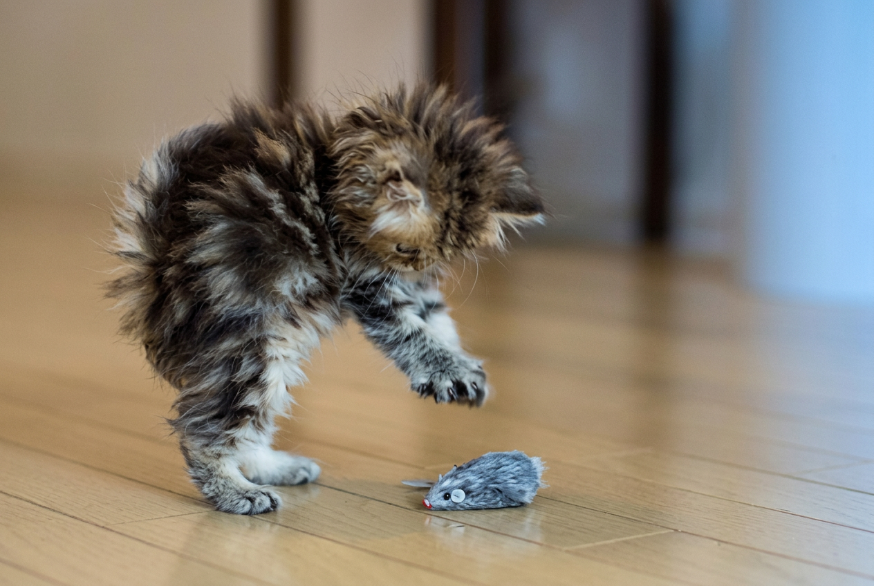 Fluffy kitten pouncing on a toy mouse