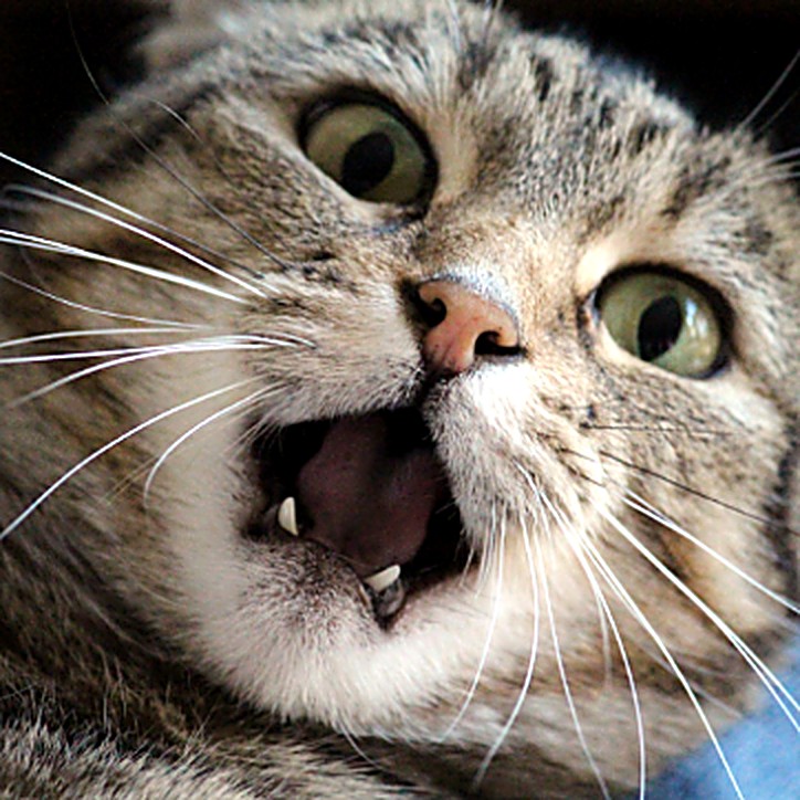 Startled tabby cat with wide eyes